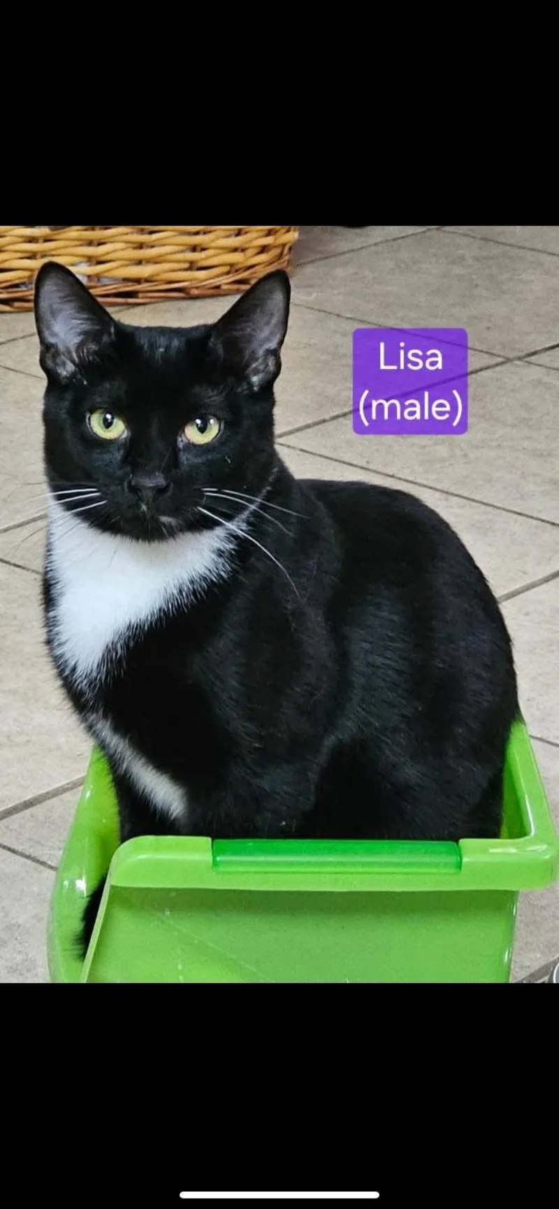 A young medium-sized male Black & White / Tuxedo Domestic Short Hair cat named Lisa for adoption in Greensburg, PA