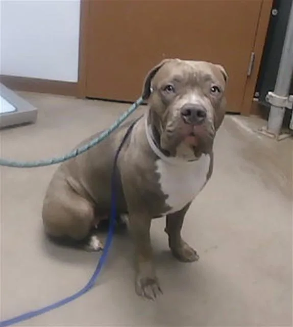 A young large-sized female Pit Bull Terrier dog named Reyna for adoption in Phoenix, AZ