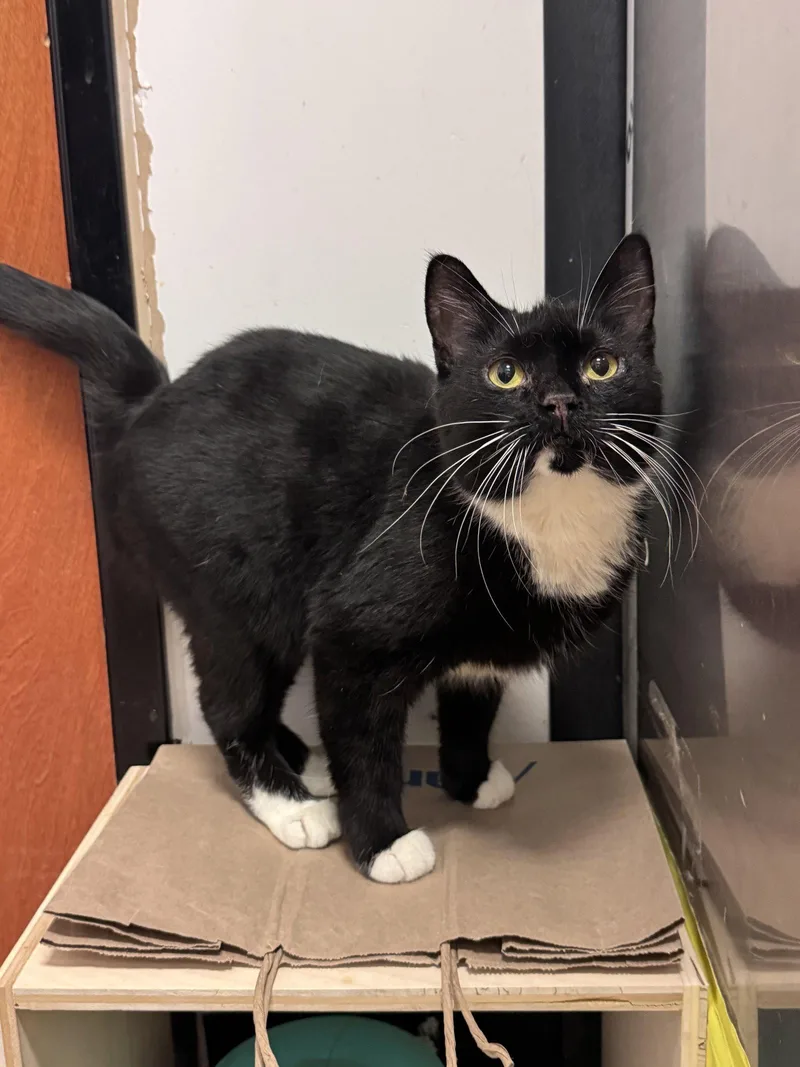 A young medium-sized female Black Domestic Short Hair cat named Harriette for adoption in Herndon, VA