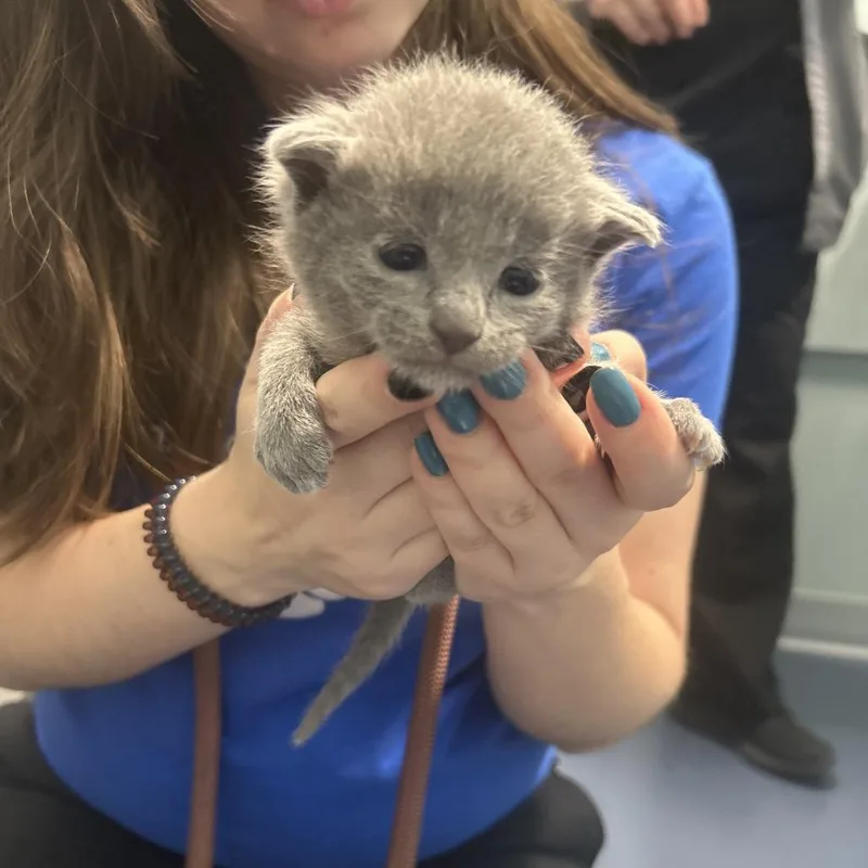 A baby small-sized female Gray / Blue / Silver Domestic Short Hair cat named Sundew for adoption in Greensboro, NC