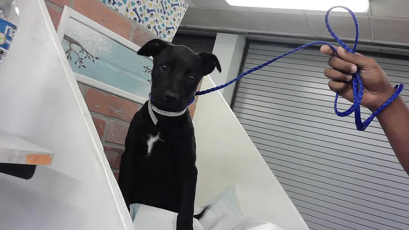 A baby small-sized female Staffordshire Bull Terrier dog named Jessie for adoption in Houston, TX