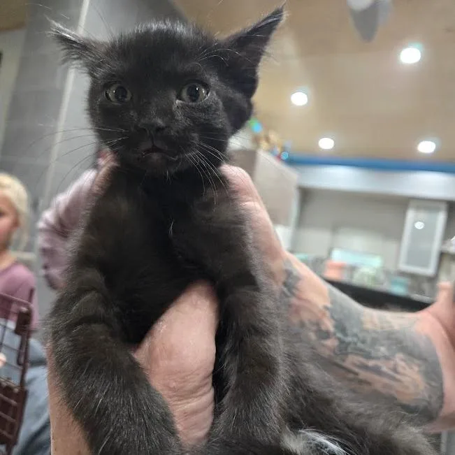 A baby small-sized female Black Domestic Short Hair cat named Milly for adoption in Sioux Falls, SD