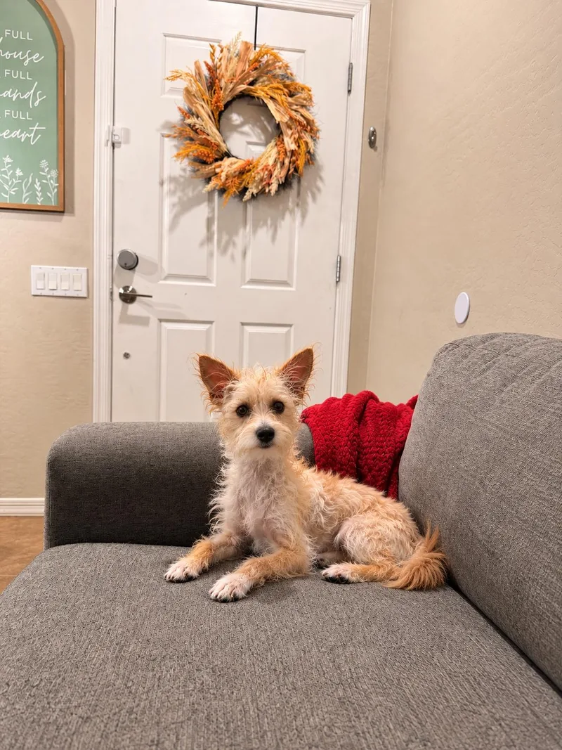 A young small-sized female Terrier dog named Sally for adoption in Goodyear, AZ
