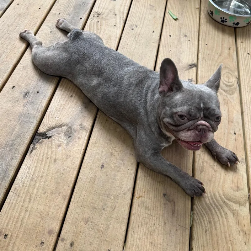 An adult small-sized female Gray / Blue / Silver French Bulldog dog named Pinky for adoption in Durham, NC