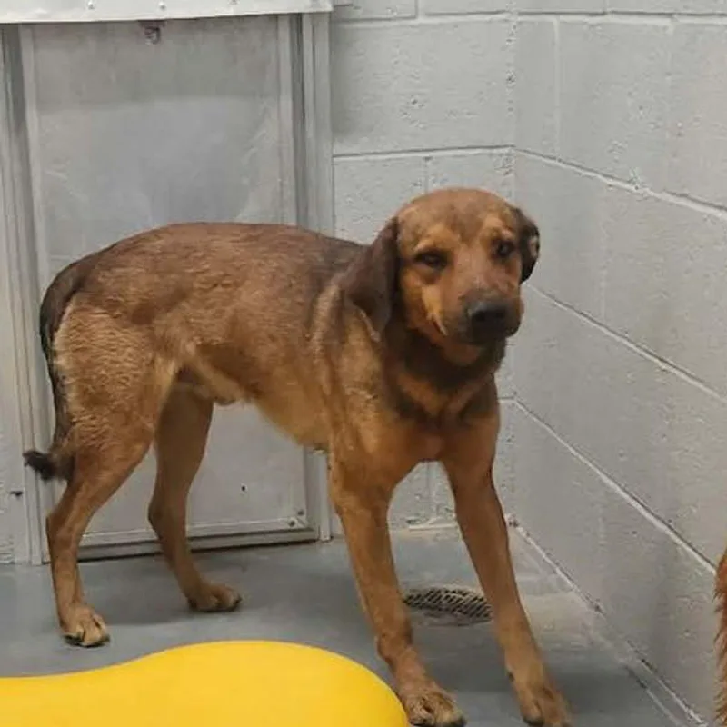 A senior medium-sized male Yellow / Tan / Blond / Fawn Australian Shepherd dog named Edward for adoption in Kingman, AZ