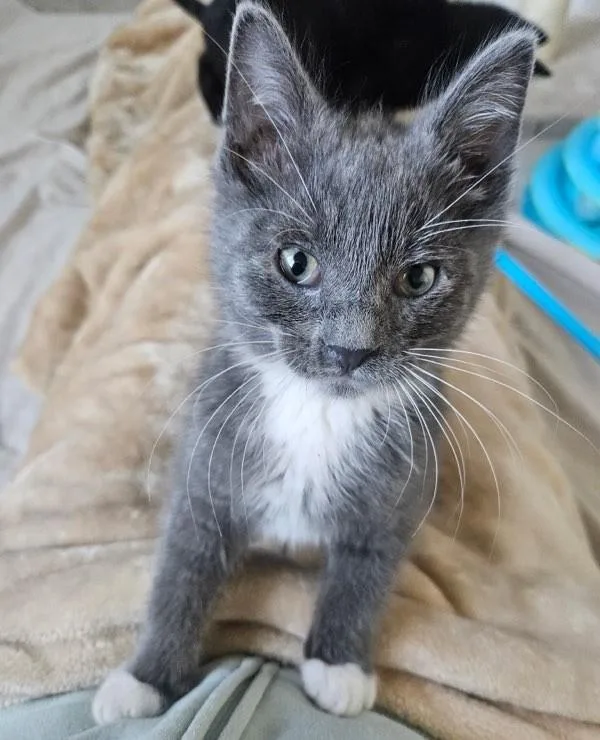 A baby medium-sized male Domestic Short Hair cat named Benny for adoption in Ontario, OR