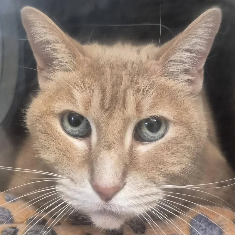 An adult extra large-sized male Orange / Red Domestic Short Hair cat named Pasta Powerhouse for adoption in Austin, TX