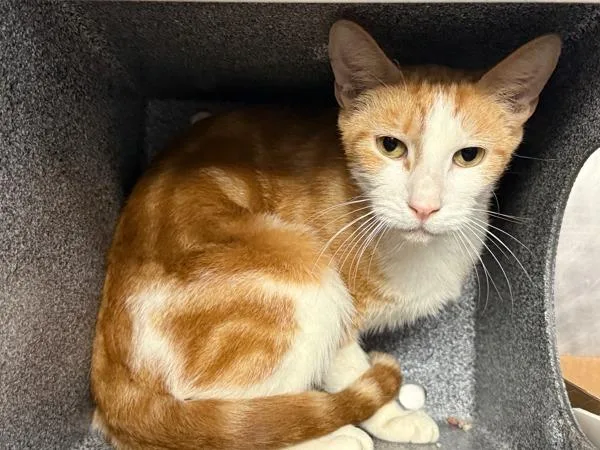 An adult medium-sized male Domestic Short Hair cat named Bronx for adoption in New York, NY