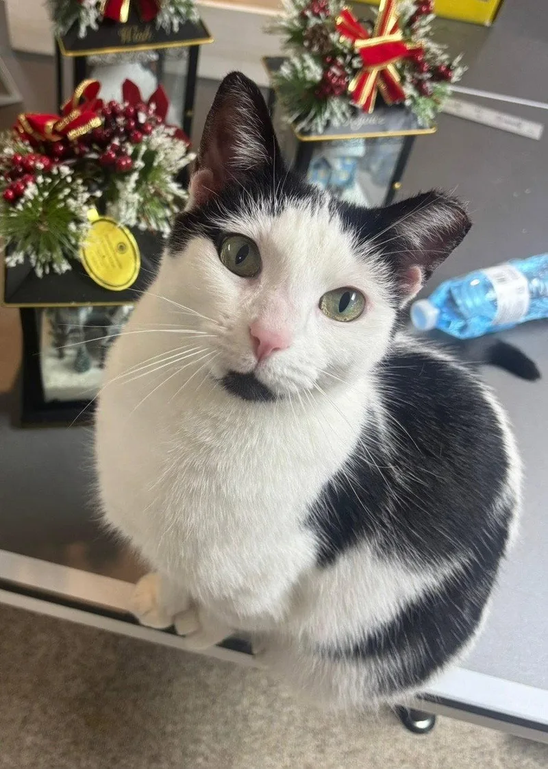 An adult medium-sized female Black & White / Tuxedo Domestic Short Hair cat named Violet for adoption in Utica, MI