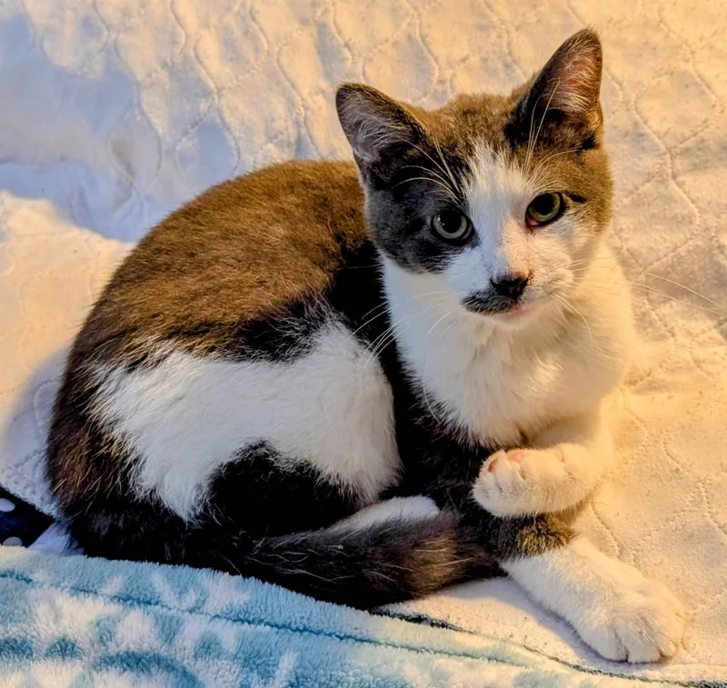 Pilgrim Simpson thumbnail 3