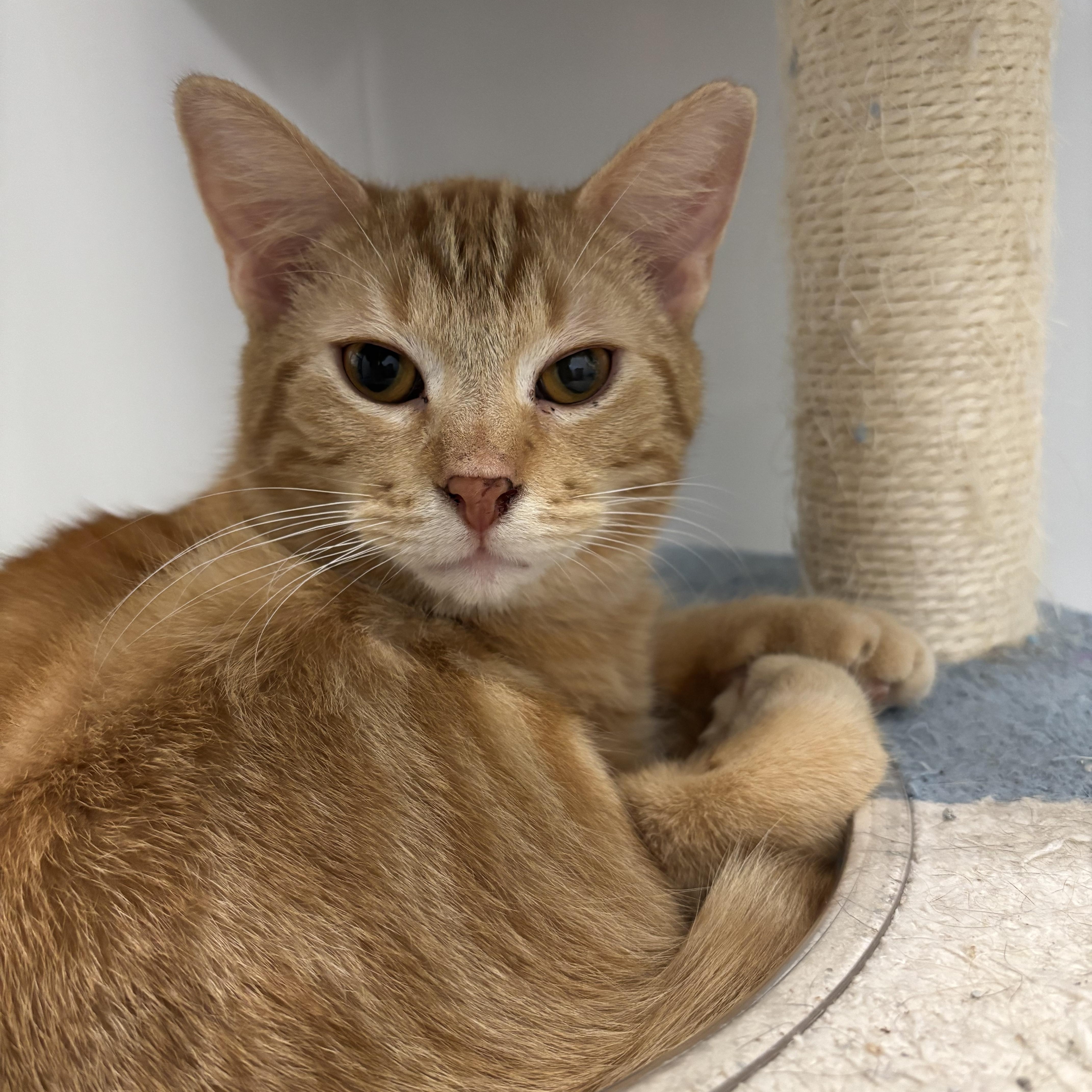 A young medium-sized male Tabby (Orange / Red) Domestic Short Hair cat named Rory for adoption in Richland Center, WI