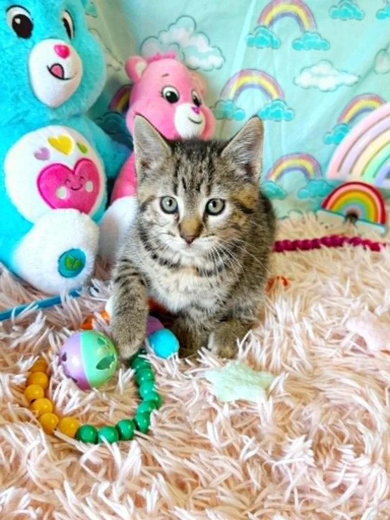 A baby small-sized female Domestic Short Hair cat named Tenderheart for adoption in Effingham, IL