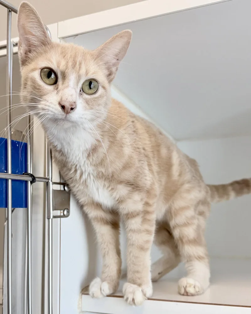 A young medium-sized female Orange / Red Domestic Short Hair cat named Winnie for adoption in Oakland, CA