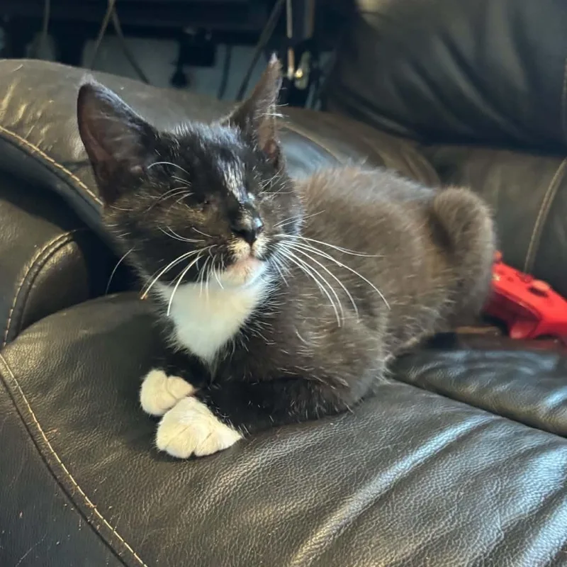 A baby medium-sized female Domestic Short Hair cat named Andromeda for adoption in Royal Oak, MI
