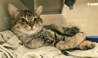 An adult small-sized male Domestic Short Hair cat named Opie for adoption in Phoenix, AZ
