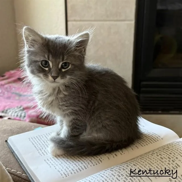 A baby small-sized male Domestic Medium Hair cat named Kentucky for adoption in Auburn, CA