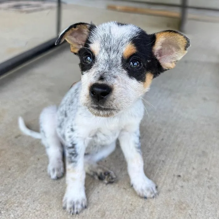 A baby medium-sized male Australian Cattle Dog / Blue Heeler dog named Lance for adoption in Little Rock, AR