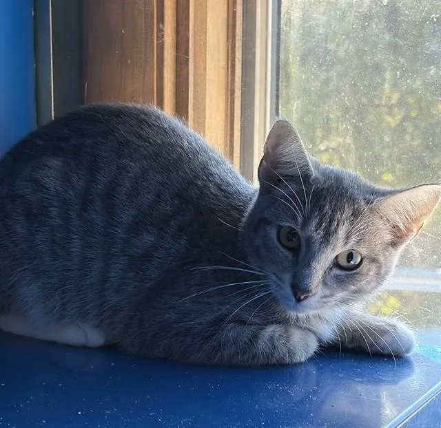 A baby small-sized female Domestic Short Hair cat named Rainy for adoption in Westminster, MD