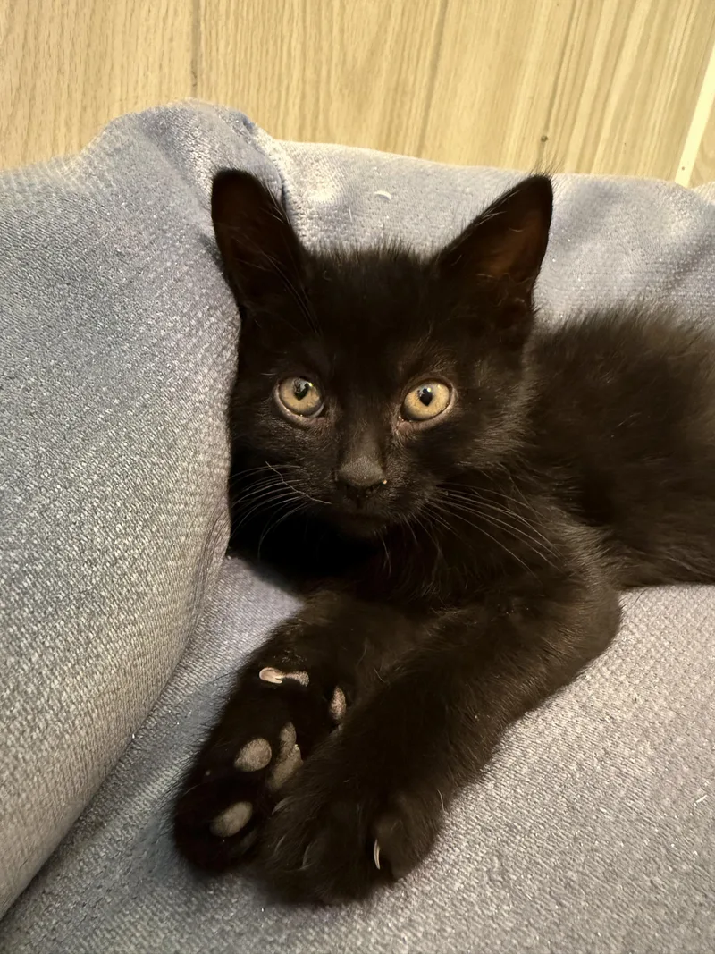 A baby medium-sized female Black Domestic Medium Hair cat named Marcie for adoption in Ona, WV