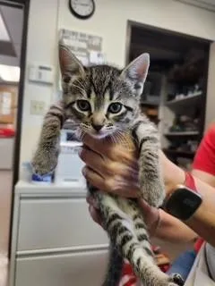 An adult small-sized male Domestic Short Hair cat named Rick Devens for adoption in Burbank, CA
