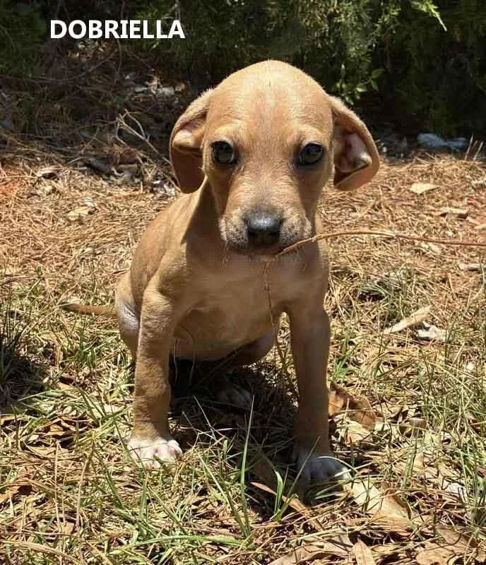 A baby medium-sized female Brown / Chocolate Hound dog named Dobriella for adoption in Washington, GA
