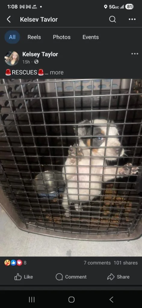 A baby medium-sized male Australian Cattle Dog / Blue Heeler dog named Wyatt for adoption in Waynesville, GA