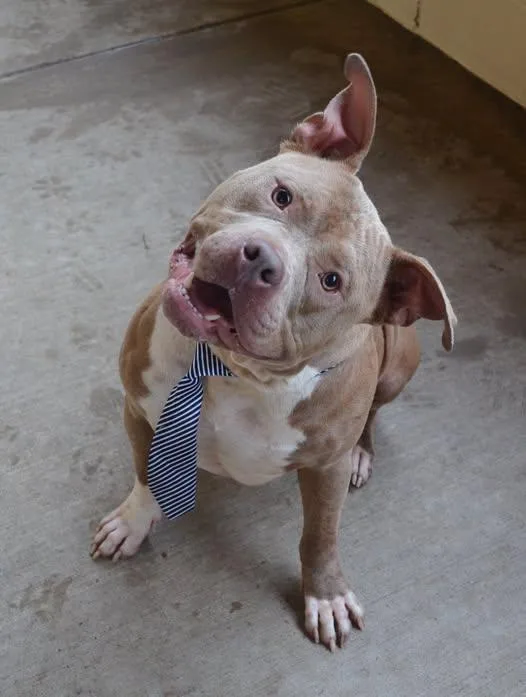 A young large-sized male Pit Bull Terrier dog named Smoke for adoption in McKinney, TX
