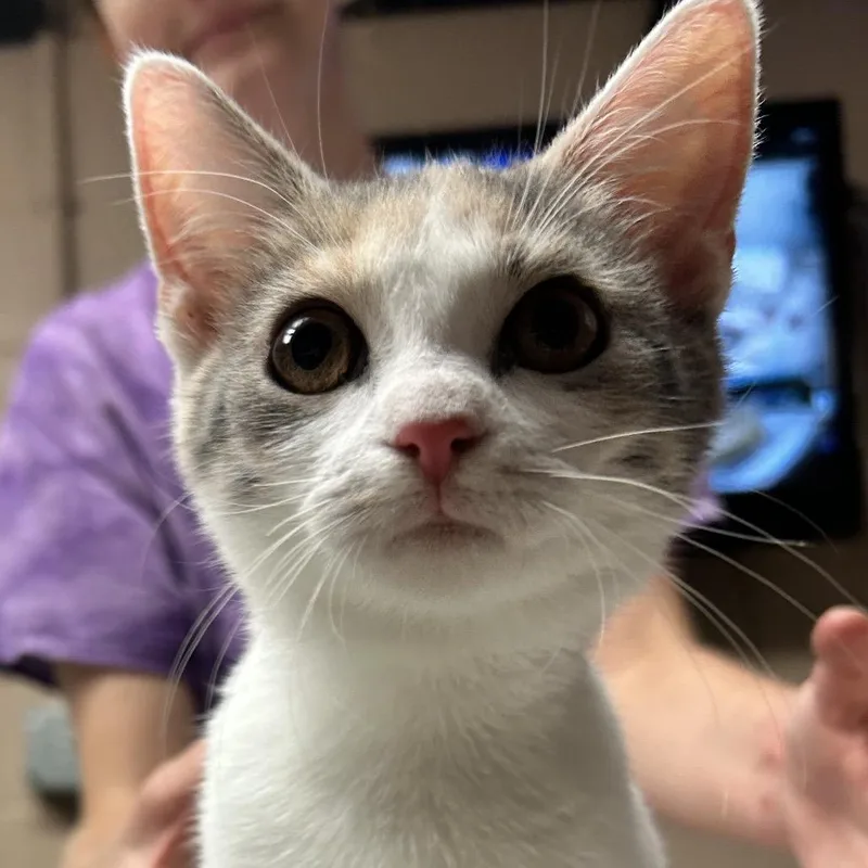 A baby small-sized female White Domestic Short Hair cat named Girlie pop for adoption in Newport, NC