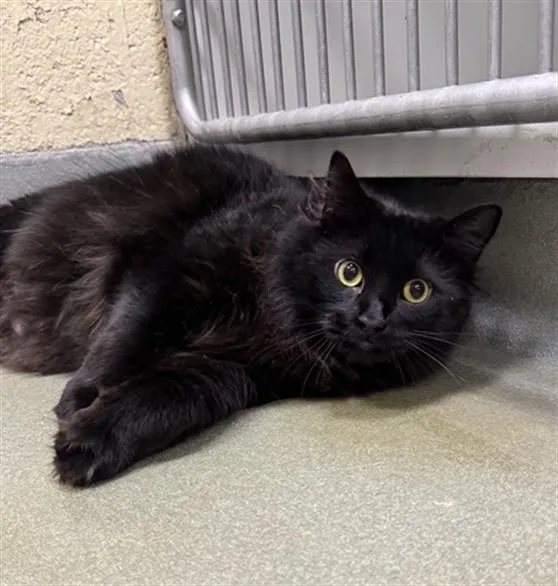 An adult medium-sized male Domestic Long Hair cat named Ziggy for adoption in Boston, MA