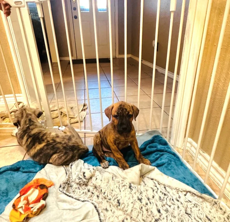 A baby medium-sized male Boxer dog named Nutter Butter for adoption in Plano, TX