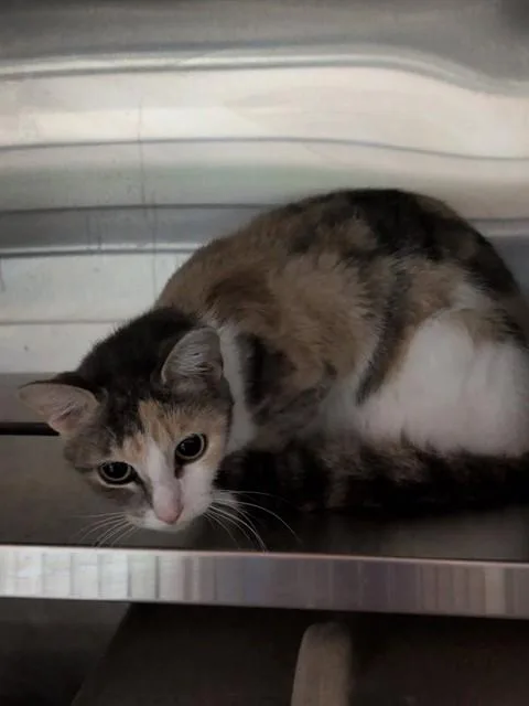 A young large-sized female Domestic Short Hair cat named Sandy for adoption in Louisville, KY