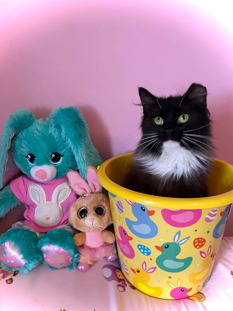 A young medium-sized female Domestic Long Hair cat named Willa Moon for adoption in West Lafayette, IN