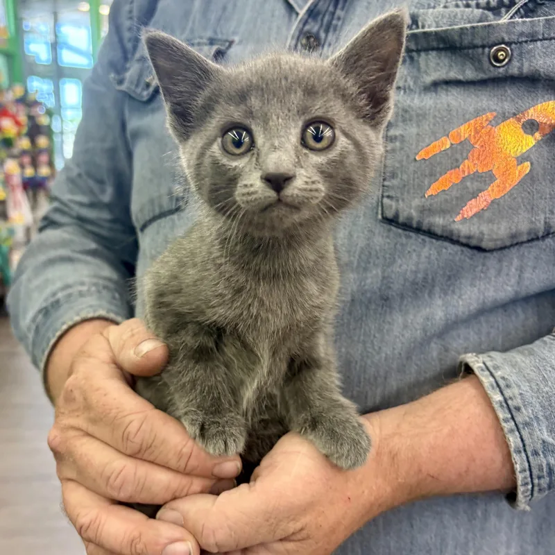 A young medium-sized female Gray / Blue / Silver Domestic Short Hair cat named Ophelia for adoption in Akron, OH