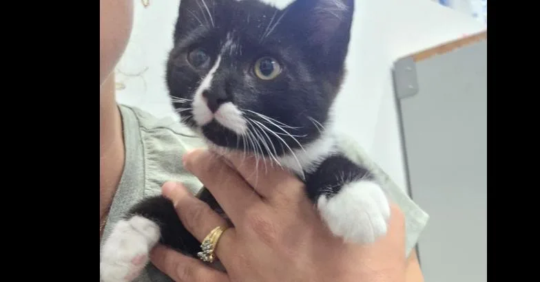 A baby small-sized male Black & White / Tuxedo Domestic Short Hair cat named Dewy for adoption in Salmon, ID