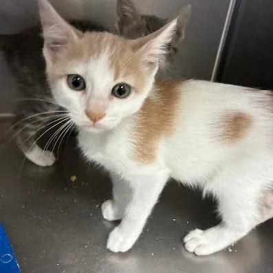 A baby small-sized male Buff / Tan / Fawn Domestic Short Hair cat named Bebop for adoption in Carencro, LA