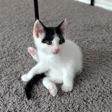 Meet Sir Todderson III thumbnail 3