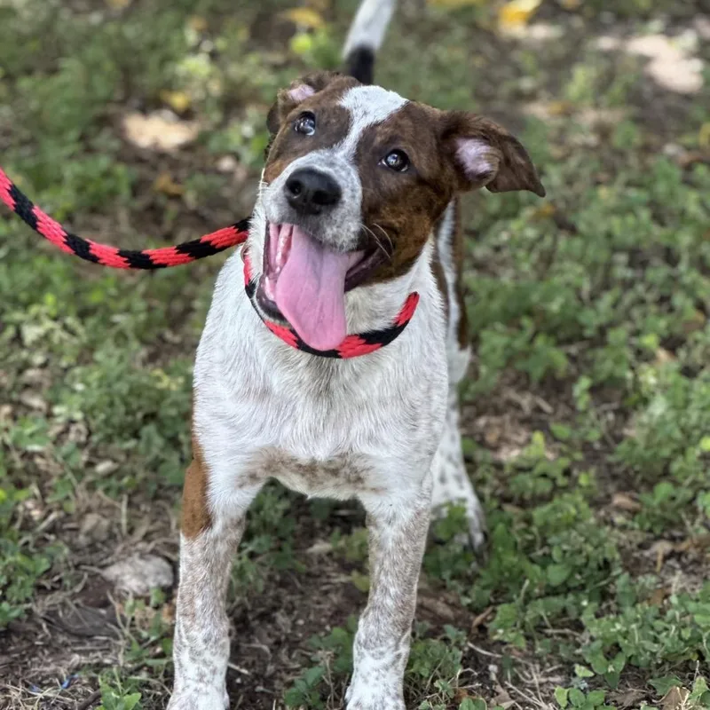 A baby small-sized female White / Cream Australian Cattle Dog / Blue Heeler dog named Maisie for adoption in Hagerstown, MD