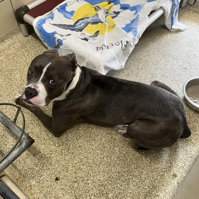 An adult medium-sized male Gray / Blue / Silver Staffordshire Bull Terrier dog named MONTStray for adoption in Perkiomenville, PA