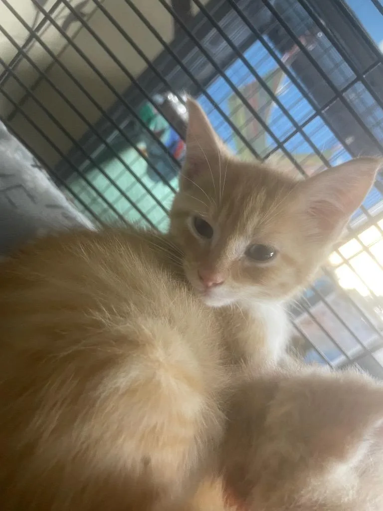 A baby small-sized male Domestic Medium Hair cat named Indigo for adoption in Blountville, TN
