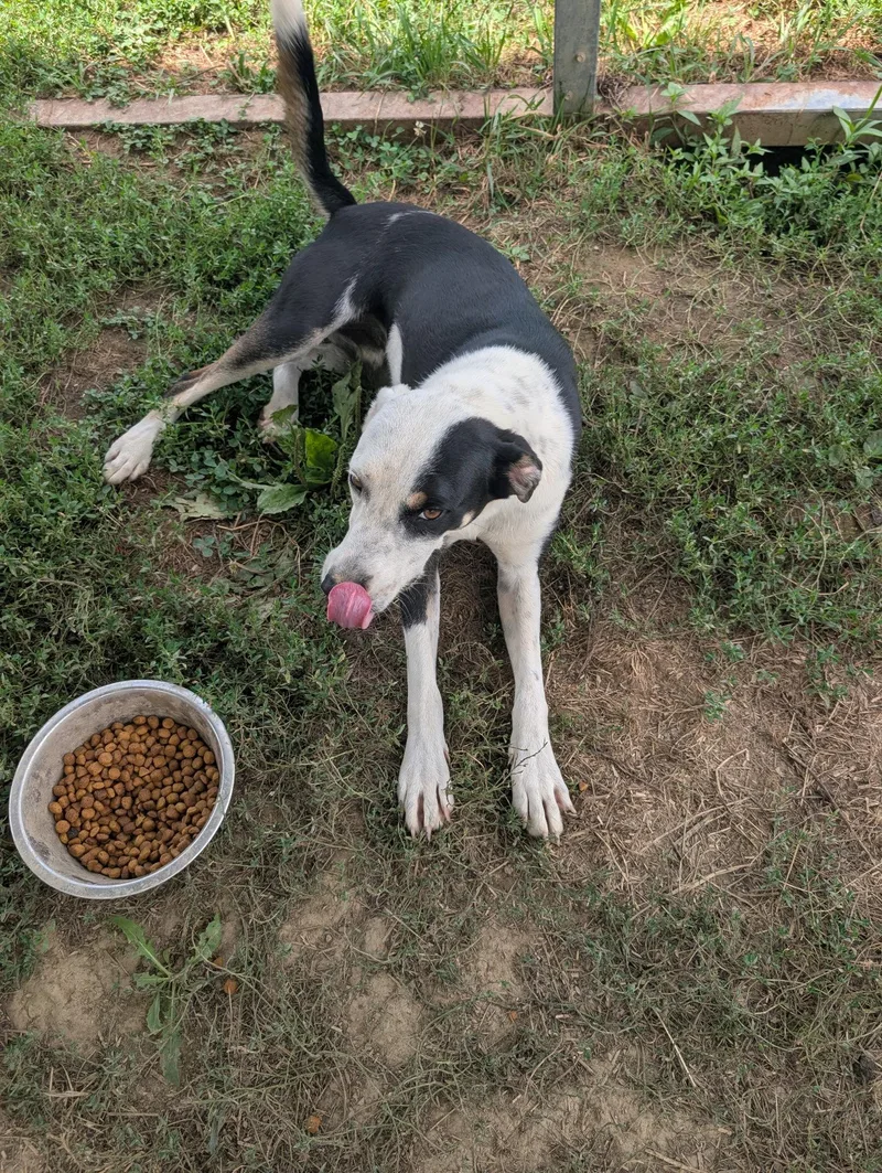 A young medium-sized male Terrier dog named Bolt for adoption in Rutledge, TN