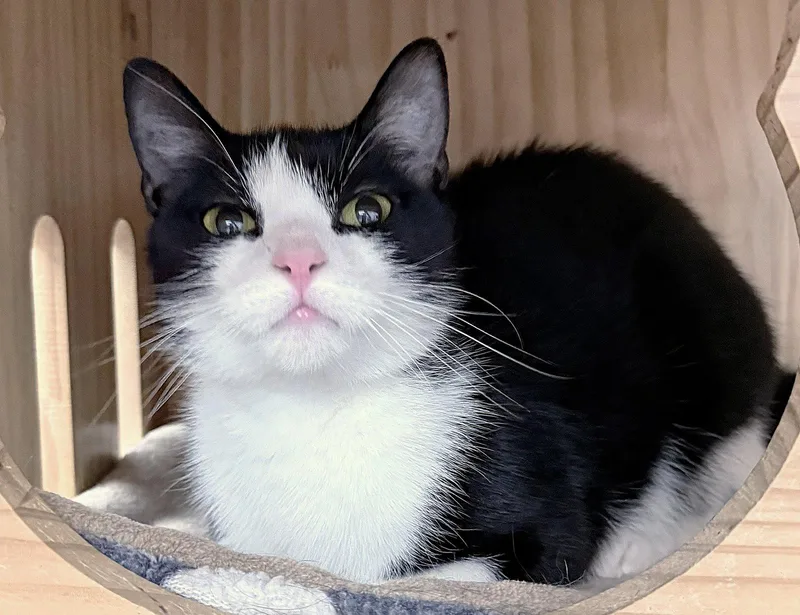 A young medium-sized female Domestic Short Hair cat named Rosalie  months for adoption in Sterling, MA