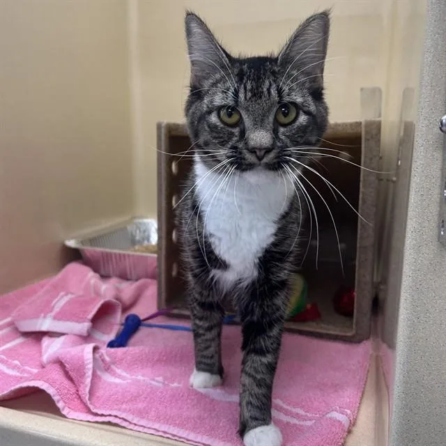 A young medium-sized female Domestic Medium Hair cat named Twiggy for adoption in Lincolnton, NC