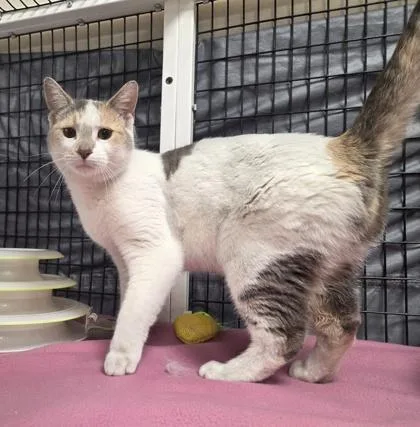 A young medium-sized female Dilute Calico Domestic Short Hair cat named Turnip for adoption in Neenah, WI