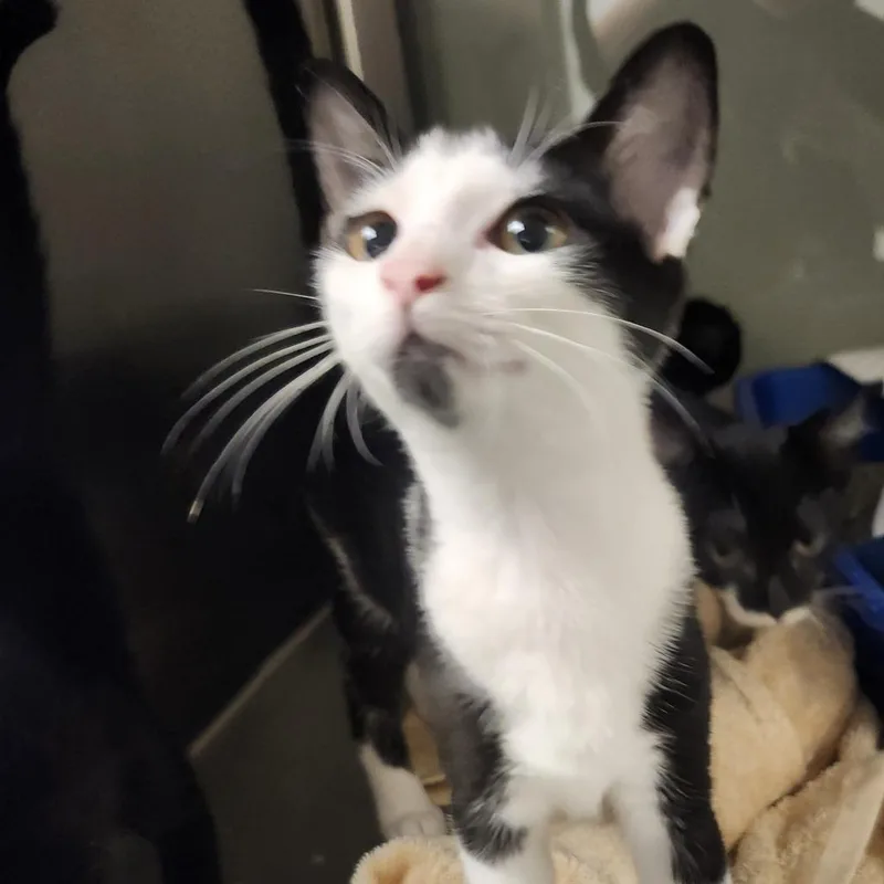 A baby small-sized female Black Domestic Short Hair cat named Zebra for adoption in Columbia Station, OH