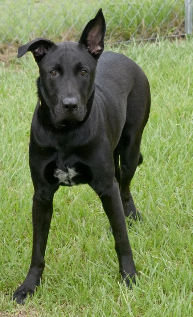 Remi