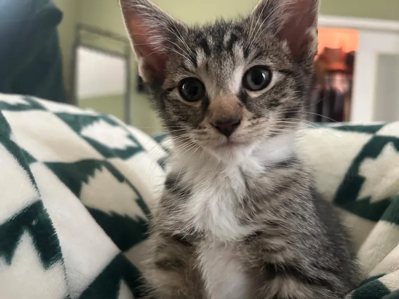 A baby medium-sized male Domestic Short Hair cat named B Squiggy for adoption in Windsor, CT