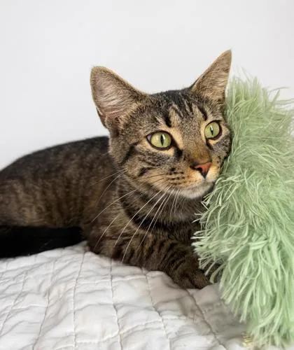 An adult medium-sized female Brown / Chocolate Domestic Short Hair cat named Penny for adoption in Bedford, IN