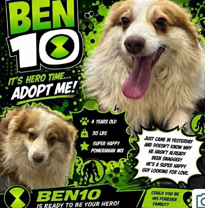 An adult medium-sized male Pomeranian dog named Ben for adoption in Westwood, NJ