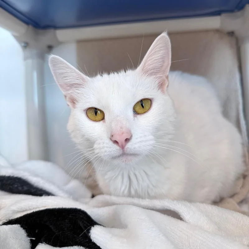 An adult medium-sized female White Domestic Short Hair cat named Ida for adoption in Warwick, RI