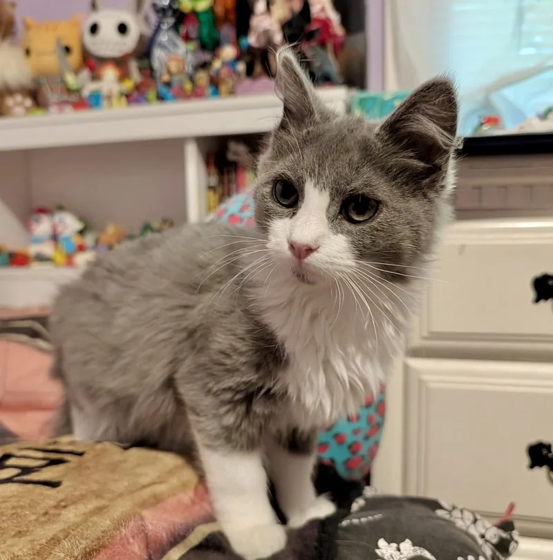 A baby small-sized male Gray & White Domestic Medium Hair cat named Stormy for adoption in Chalfont, PA
